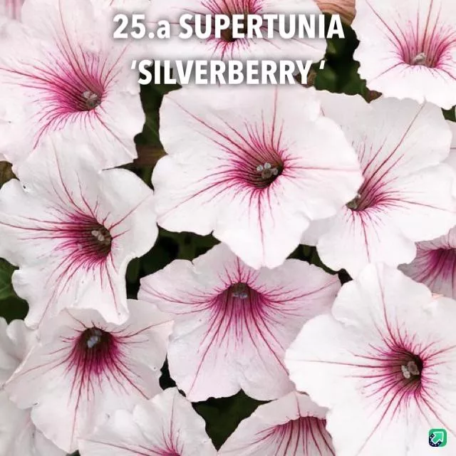 25.a Supertunia 'silverberry' -  - Foto's bloemen