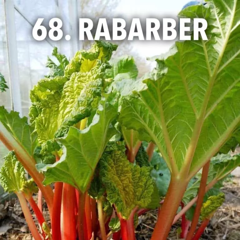 68. Rabarber -  - Foto's bloemen, planten en kruiden