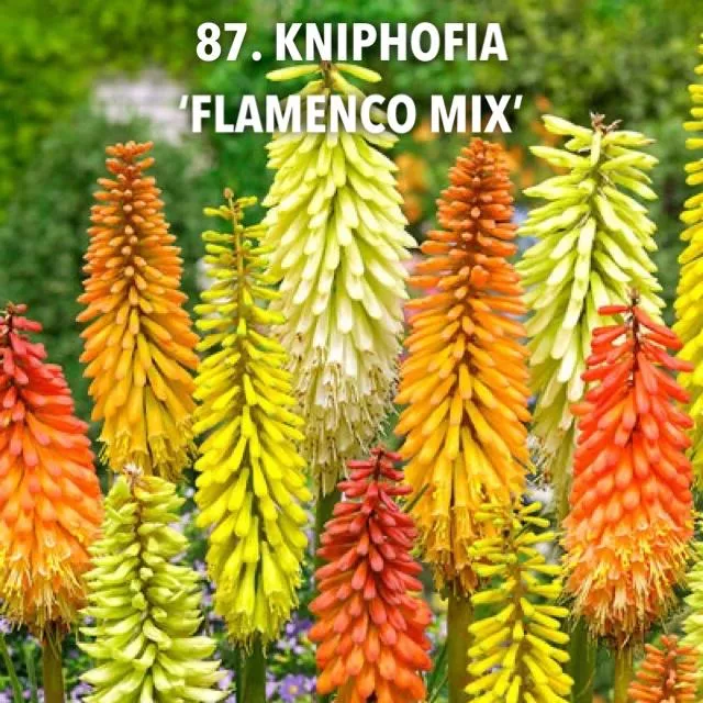 87. Kniphofia 'flamenco mix' -  - Foto's bloemen