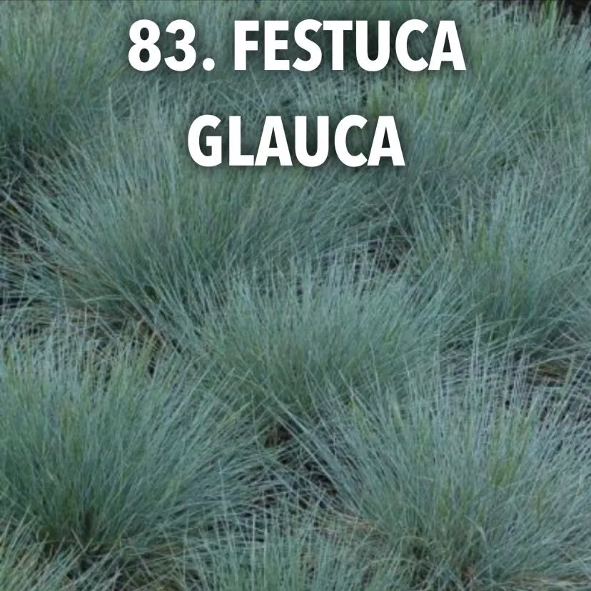 83. Festuca Glauca -  - Foto's bloemen, planten en kruiden