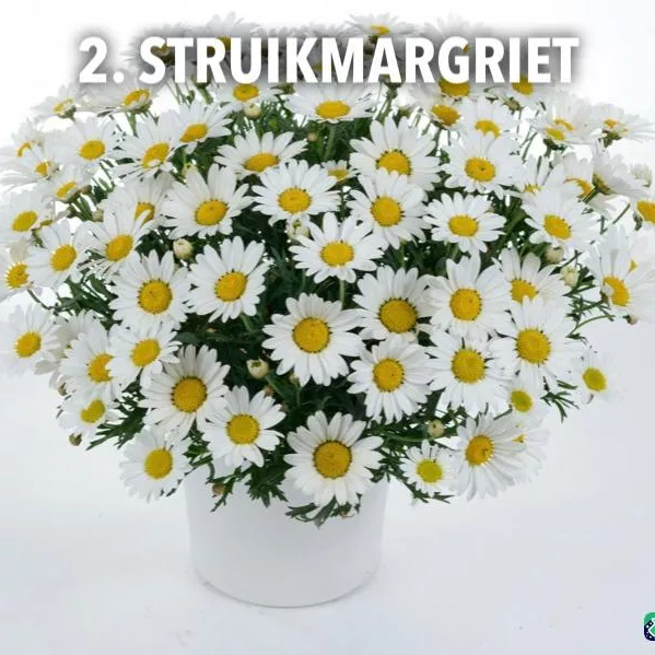 2. Struikmargriet -  - Foto's bloemen