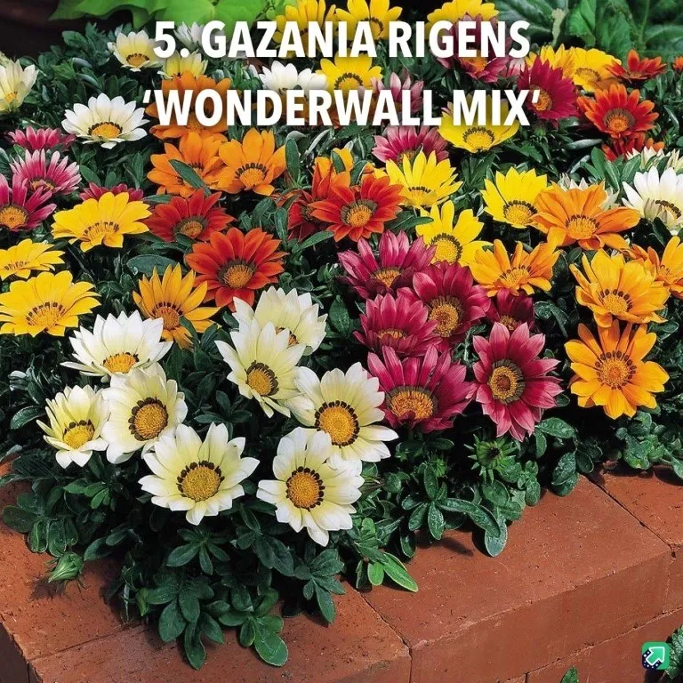 5. Gazania rigens 'wonderwall mix' (Middel) -  - Foto's bloemen