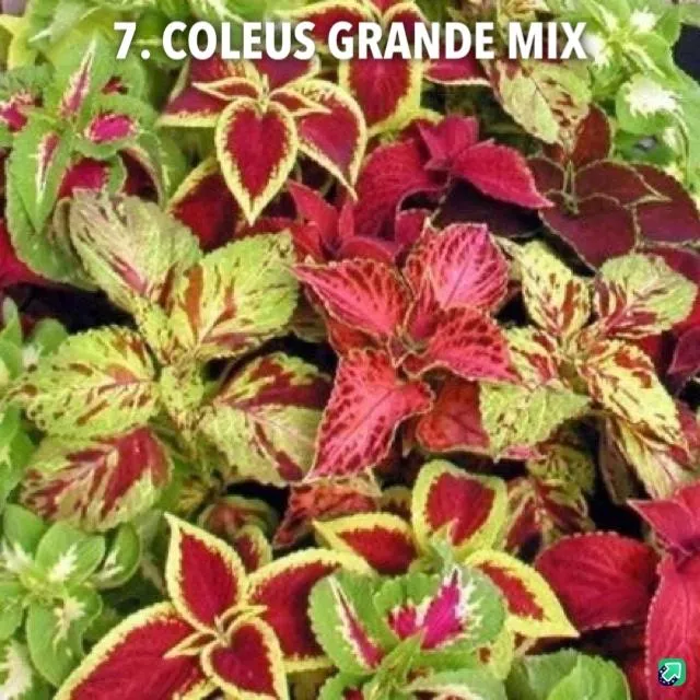 7. Coleus grande mix -  - Foto's bloemen, planten en kruiden