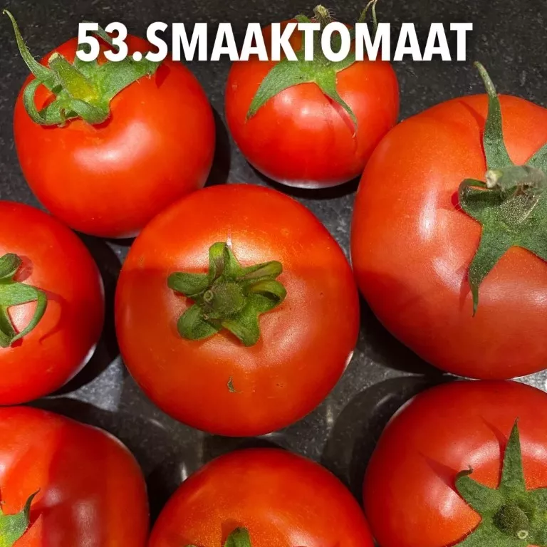 53. Smaaktomaat -  - Foto's bloemen, planten en kruiden