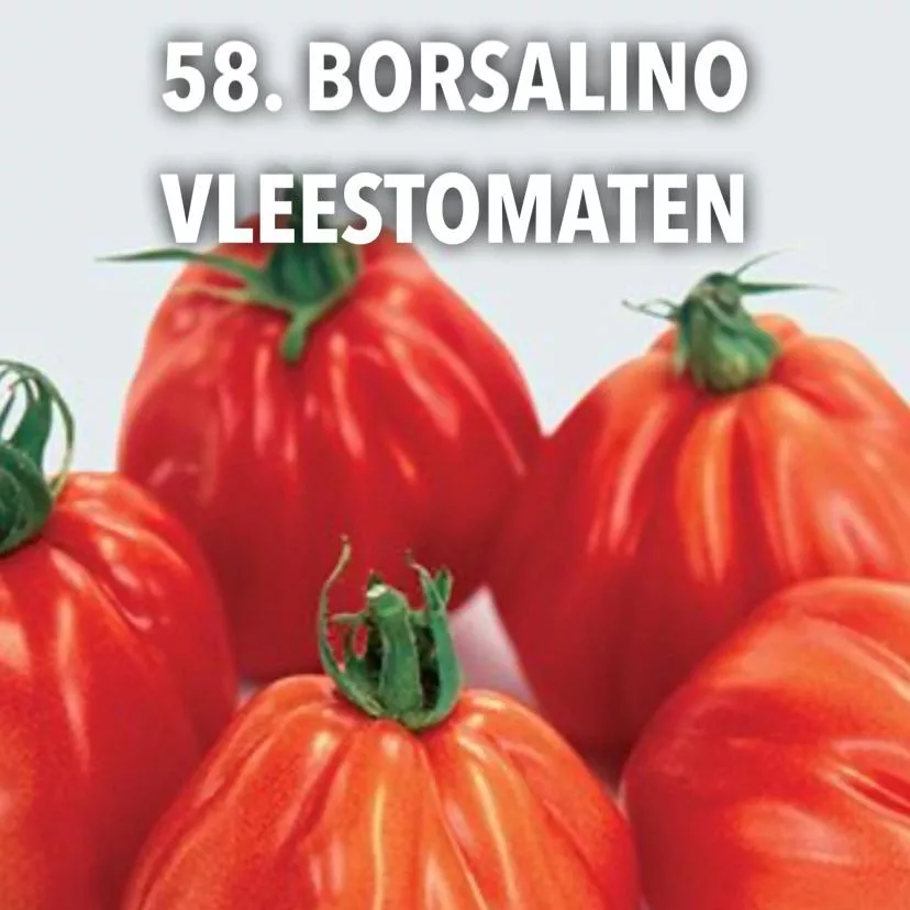 58. Borsalino vleestomaten -  - Foto's bloemen