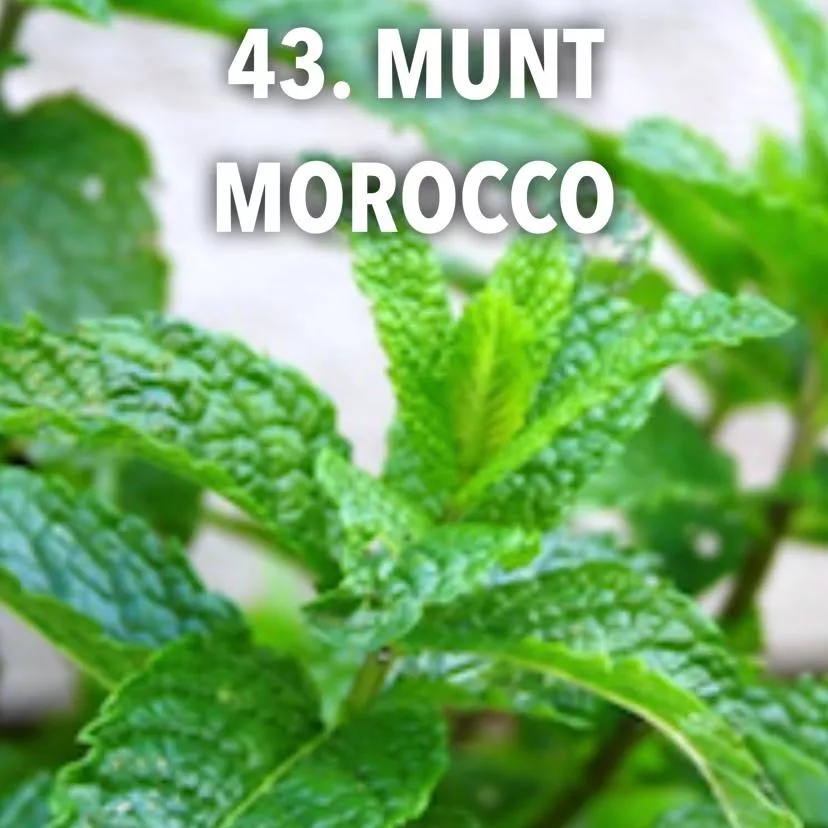 43. Munt morocco -  - Foto's bloemen
