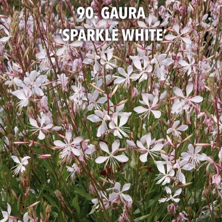 90. Gaura 'sparkle white' -  - Foto's bloemen, planten en kruiden