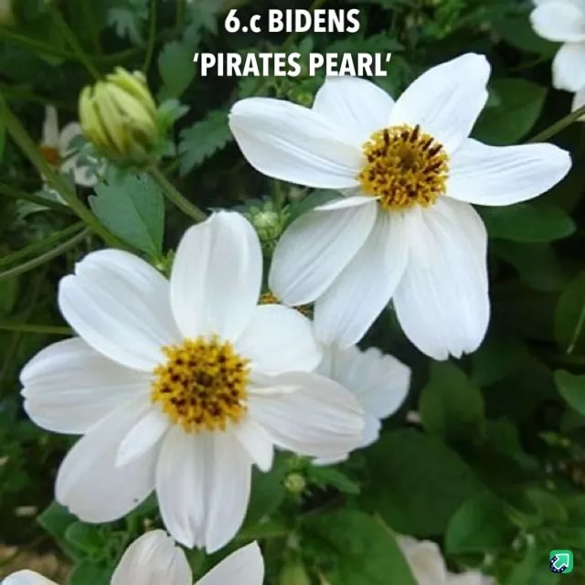 6.c Bidens 'Pirates pearl'-min -  - Foto's bloemen, planten en kruiden