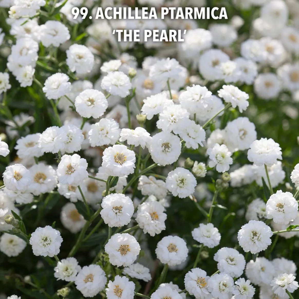 99. Achillea Ptarmica 'The Pearl'-min -  - Foto's bloemen, planten en kruiden