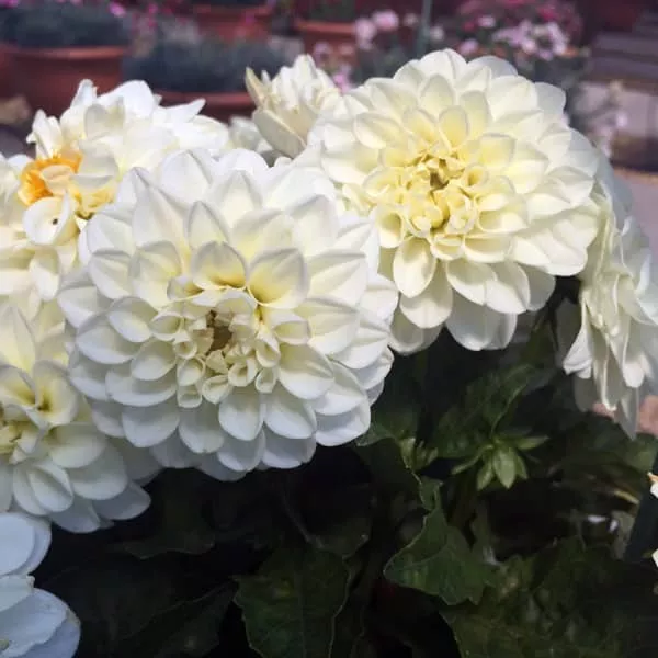 4.b Dahlia hybrida power white -  - Foto's bloemen, planten en kruiden