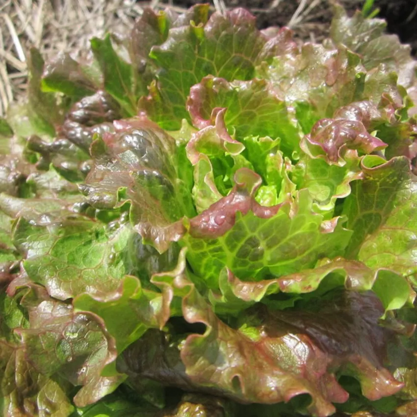 73. Battavia rood -  - Foto's bloemen, planten en kruiden
