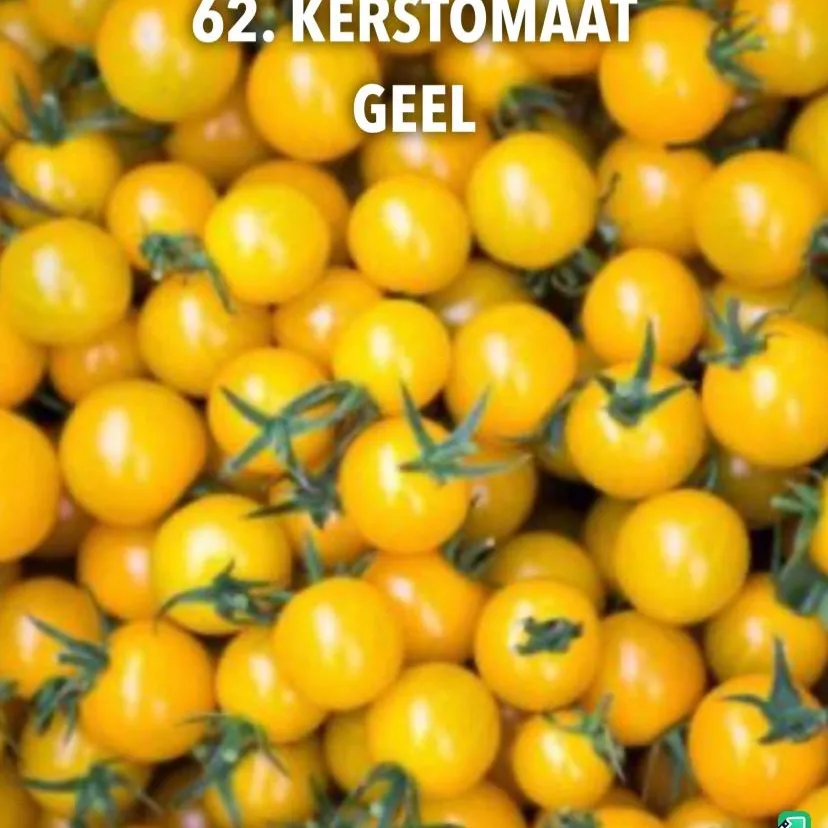 62. Kerstomaat geel -  - Foto's bloemen, planten en kruiden