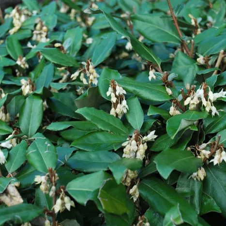 99.a Eleagnus olijfwilg -  - Foto's bloemen, planten en kruiden