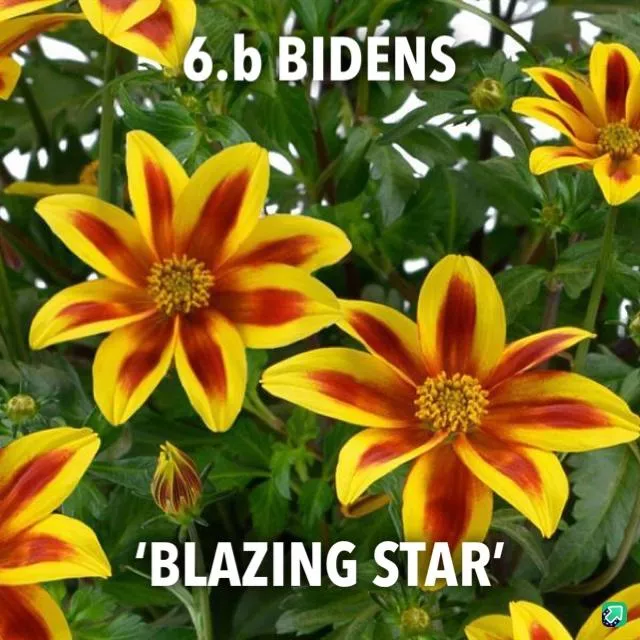 6.b Bidens 'blazing star' -  - Foto's bloemen