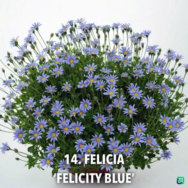 14. Felicia 'felicity blue' -  - Foto's bloemen