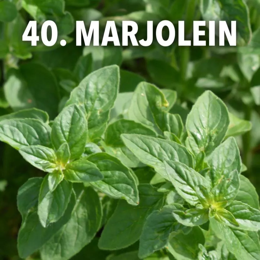 40. Marjolein -  - Foto's bloemen
