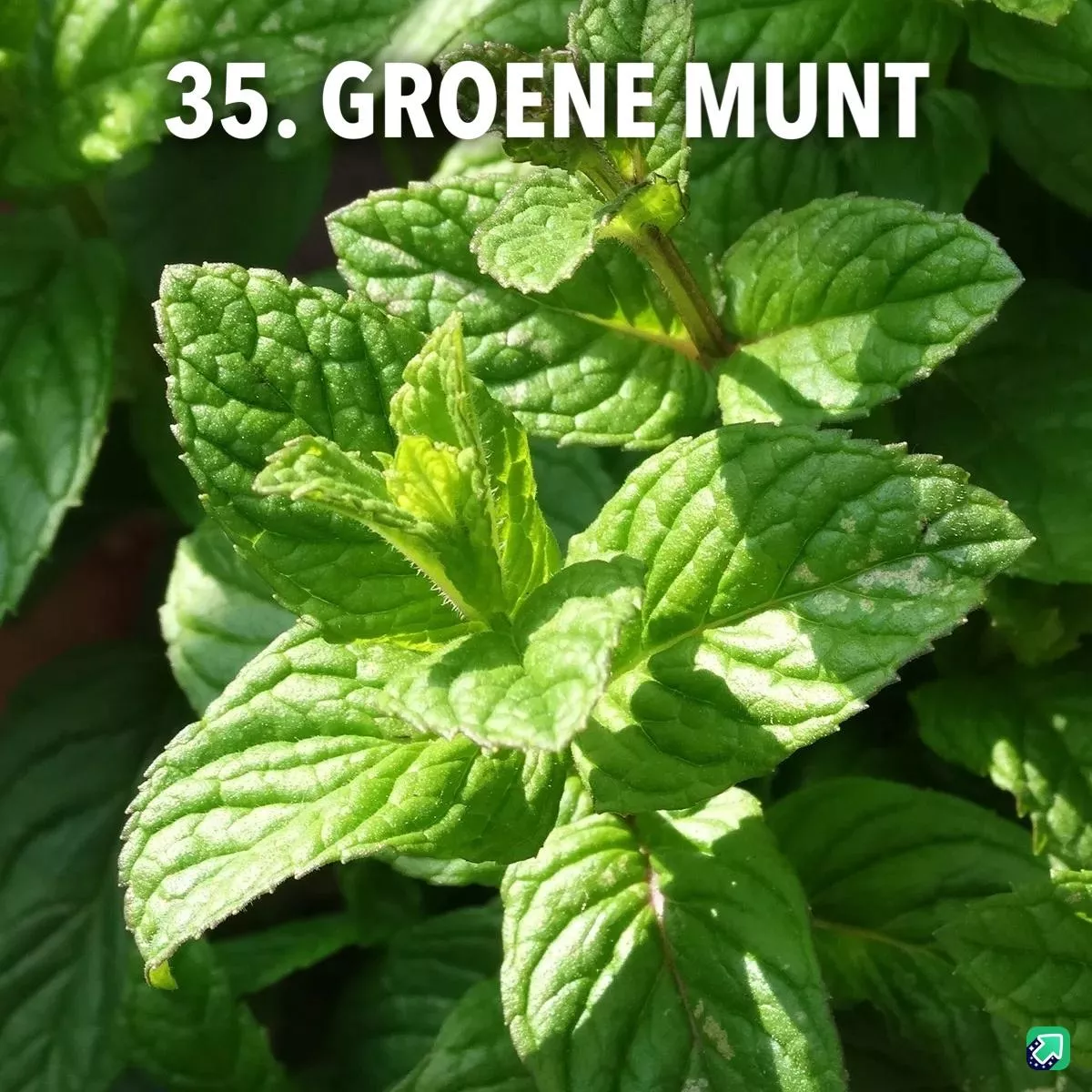35. Groene munt -  - Foto's bloemen, planten en kruiden