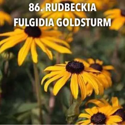 86. Rudbeckia fuldigia goldsturm -  - Foto's bloemen