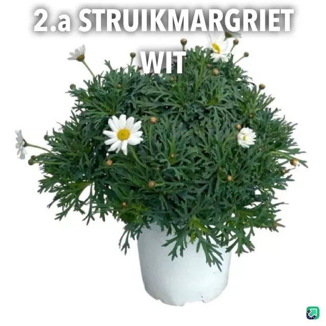 2.a Struikmargriet wit-min -  - Foto's bloemen, planten en kruiden