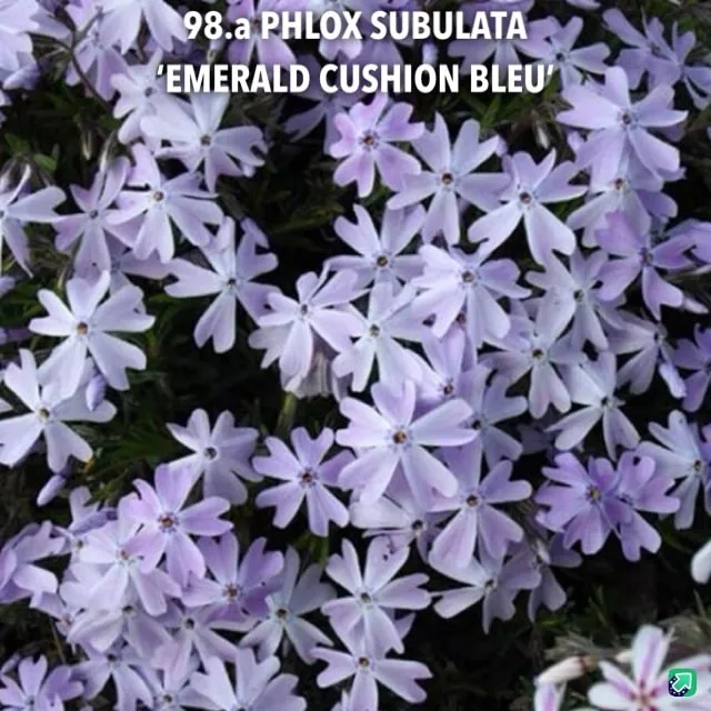 98.a Phlox Subulata 'Emerald Cushion Blue'-min -  - Foto's bloemen, planten en kruiden