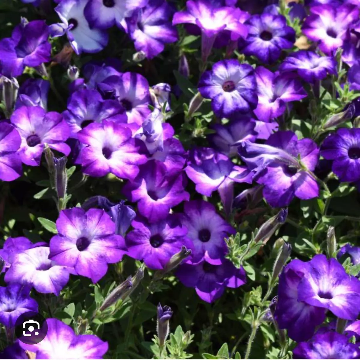 25.f Supertunia Tiara Blue -  - Foto's bloemen, planten en kruiden