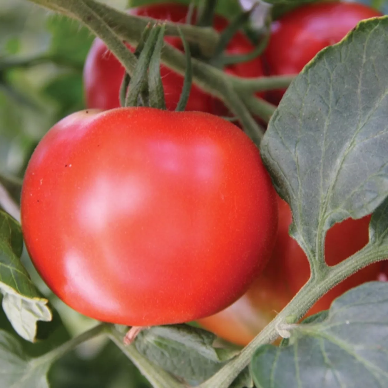 64. Fandango F1 Vleestomaat -  - Foto's bloemen, planten en kruiden