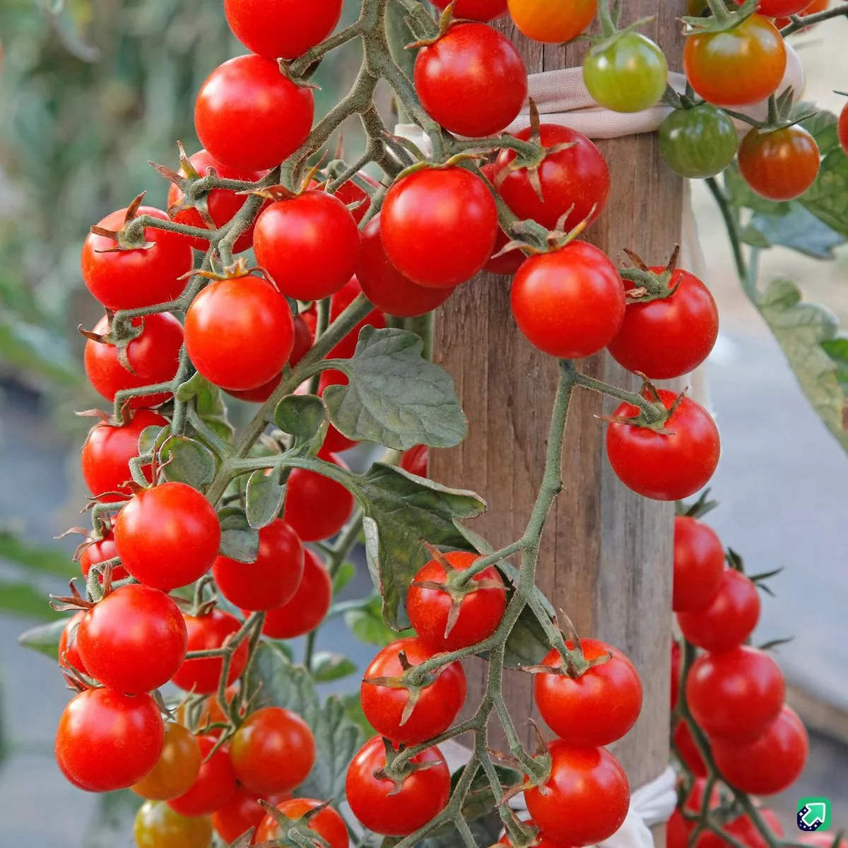 63. Kerstomaat rood -  - Foto's bloemen, planten en kruiden