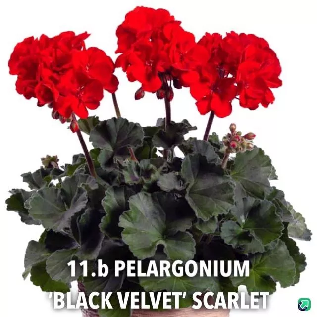 11.b Pelargonium 'black velvet' scarlet -  - Foto's bloemen