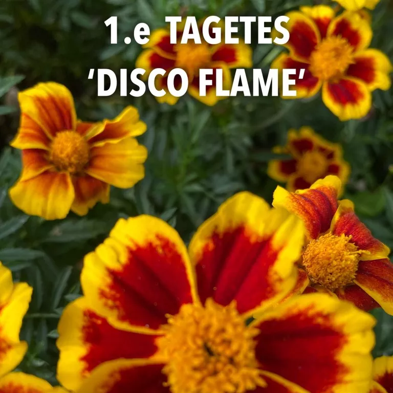 1.e tagetes 'disco flame' -  - Foto's bloemen