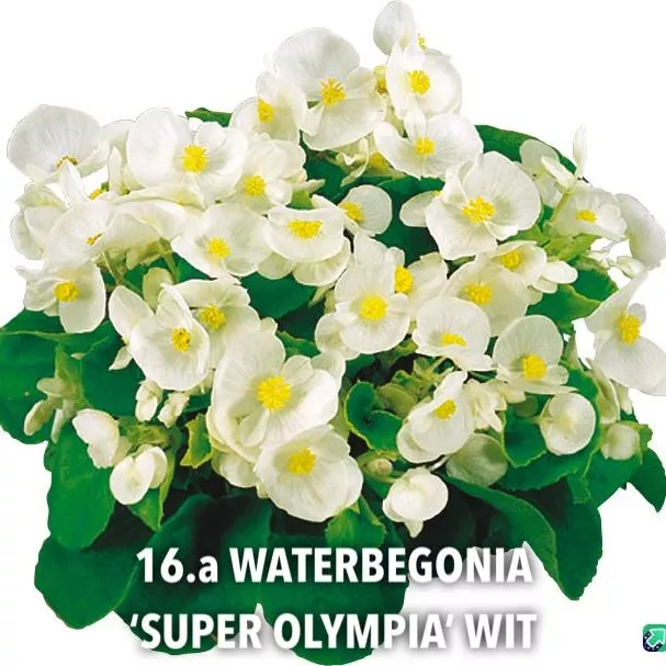 16.a Waterbegonia 'super olympia' wit -  - Foto's bloemen