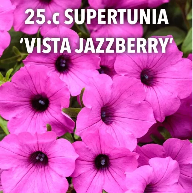 25.c Supertunia 'vista jazzberry' -  - Foto's bloemen