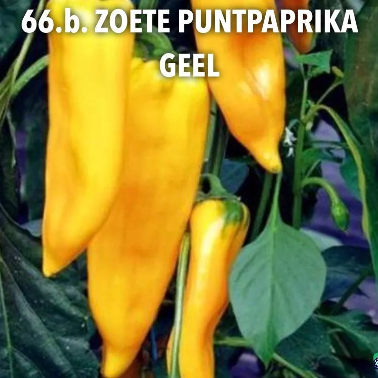 66.b. Zoete puntpaprika geel -  - Foto's bloemen