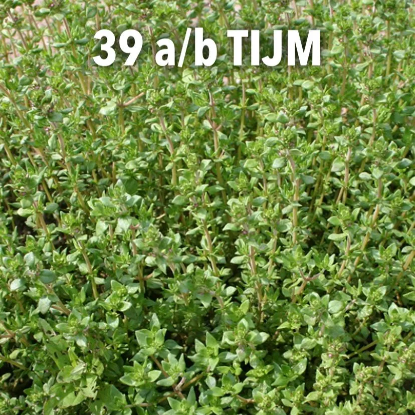 39. a-b Tijm -  - Foto's bloemen, planten en kruiden