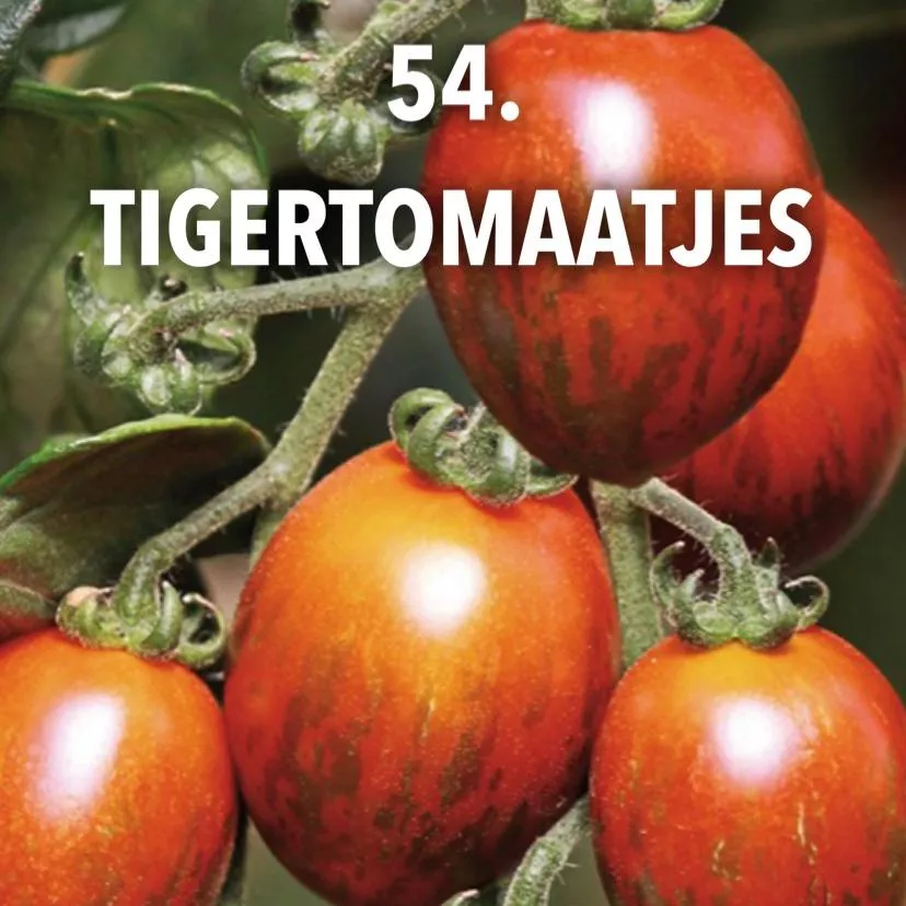 54. Tigertomaatjes -  - Foto's bloemen