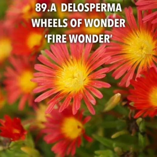 89.a Delosperma wheels of wonder 'fire wonder' -  - Foto's bloemen