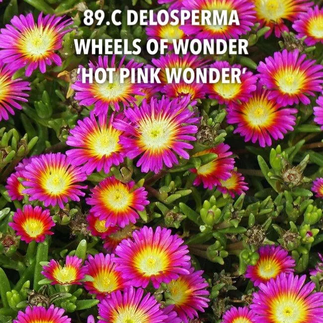 89.c Delosperma wheels of wonder 'hot pink wonder' -  - Foto's bloemen