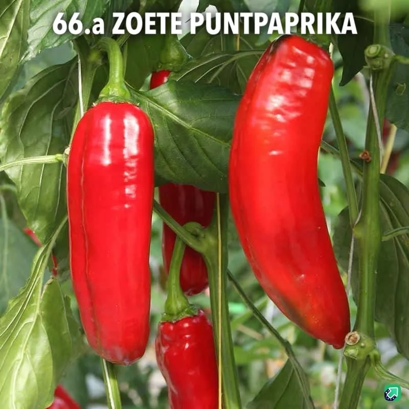 66.a Zoete puntpaprika-min -  - Foto's bloemen, planten en kruiden
