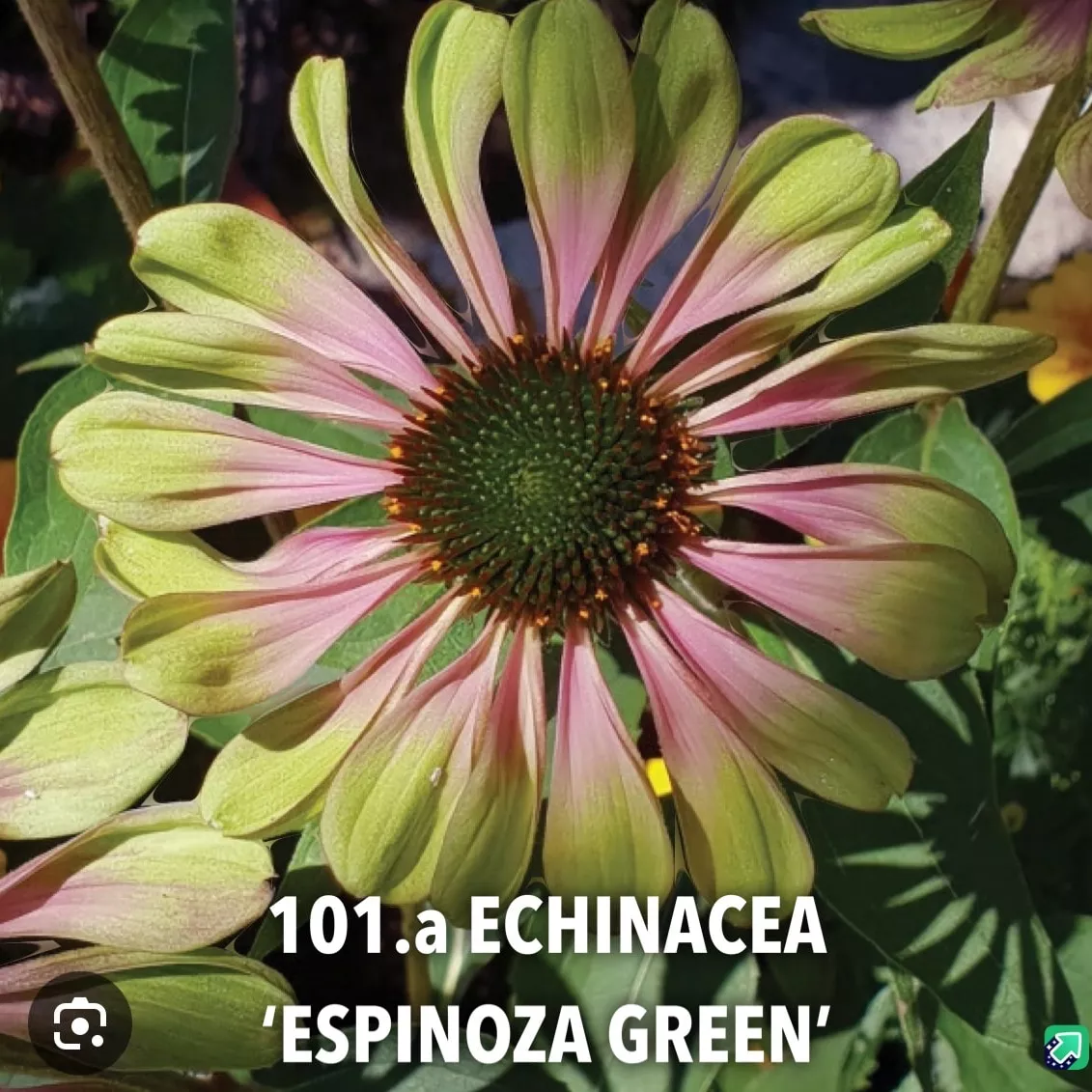 101.a Echinacea 'Espinoza Green'-min -  - Foto's bloemen, planten en kruiden