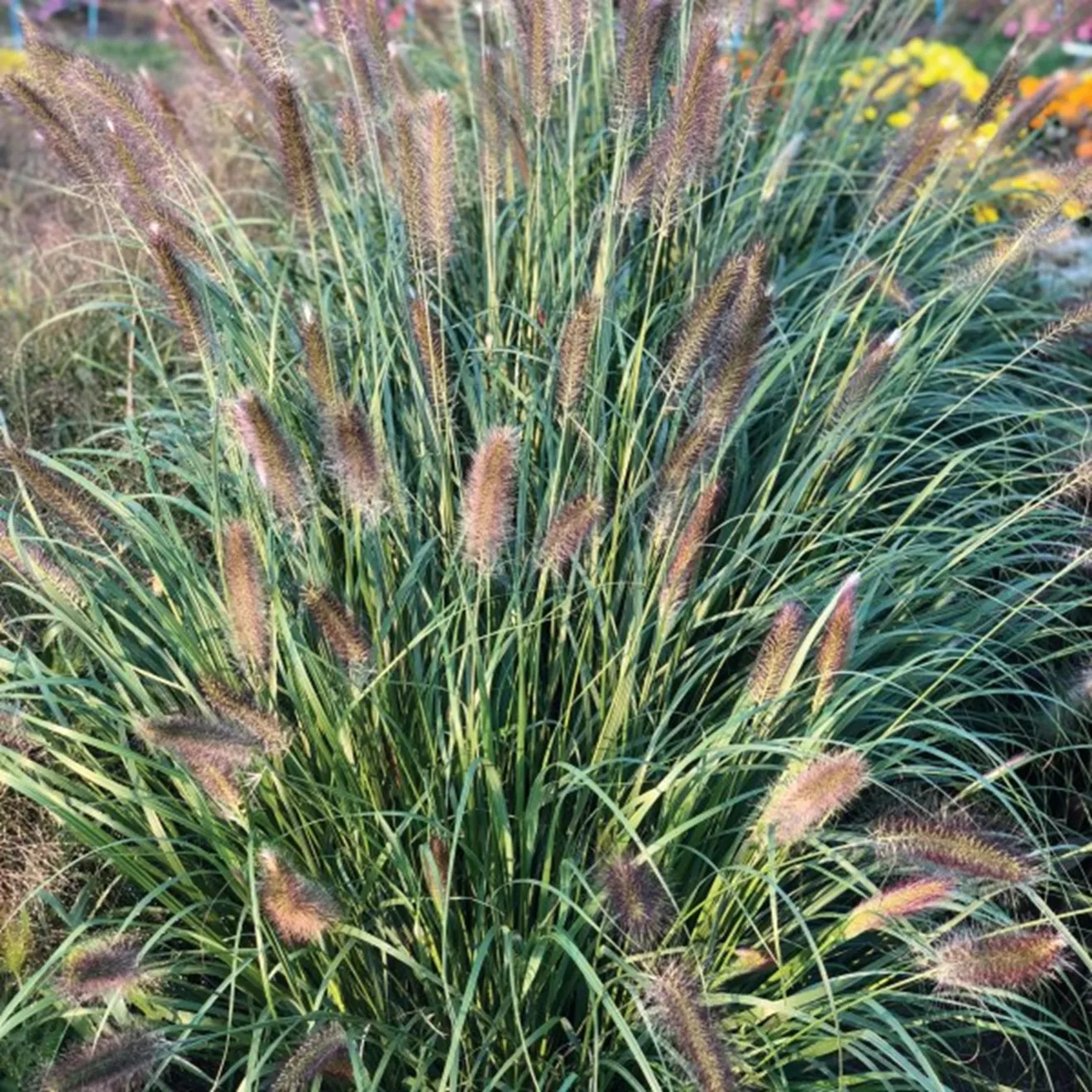 88. Pennisetum alopcuroides -  - Foto's bloemen, planten en kruiden