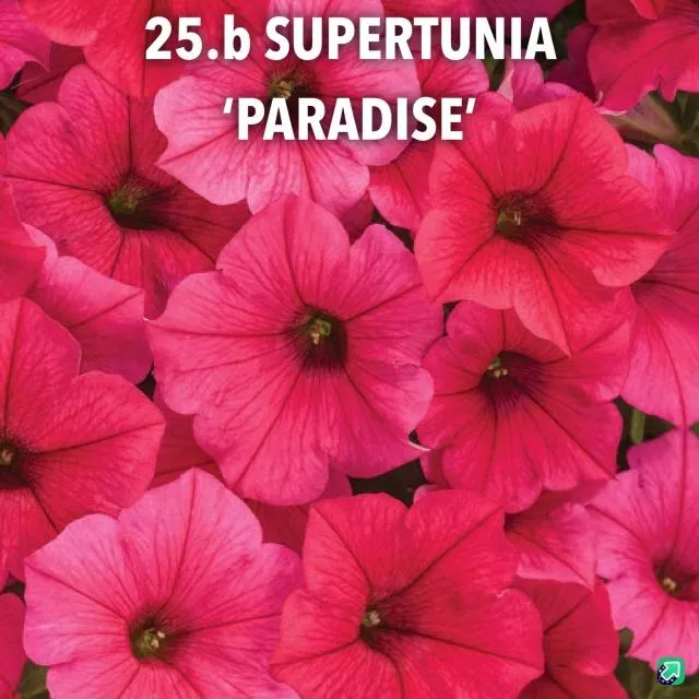 25.b Supertunia 'paradise' -  - Foto's bloemen
