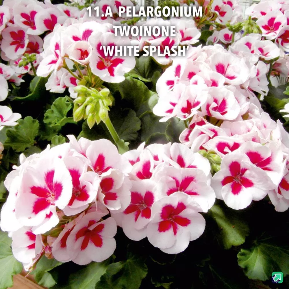 11.a pelargonium twoinone 'white splash' -  - Foto's bloemen