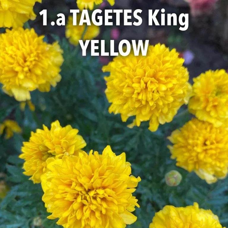 1.a Tagetes King Yellow -  - Foto's bloemen
