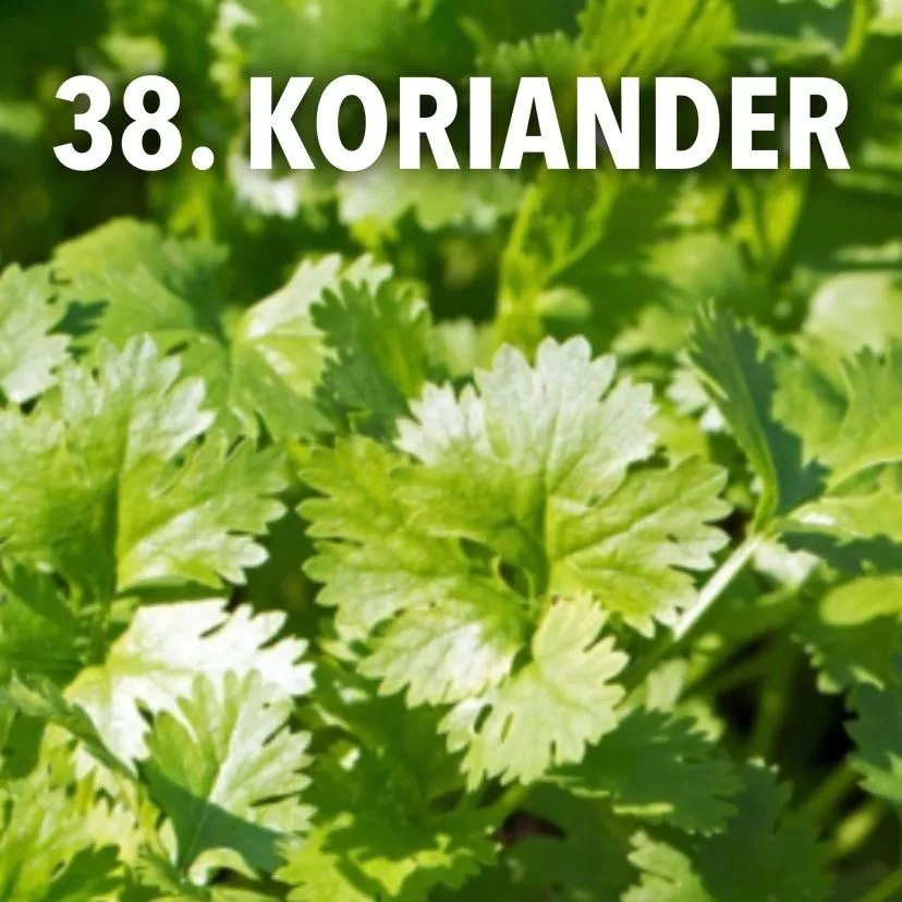 38. Koriander -  - Foto's bloemen