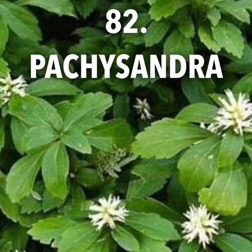 82. Pachysandra -  - Foto's bloemen, planten en kruiden