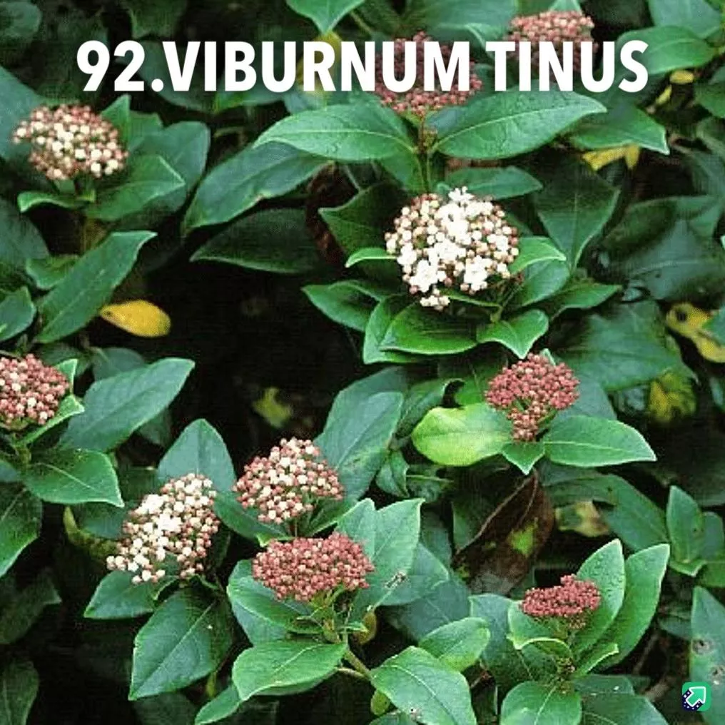92. Vibernum tinus -  - Foto's bloemen