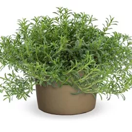 48. Bonenkruid -  - Foto's bloemen, planten en kruiden