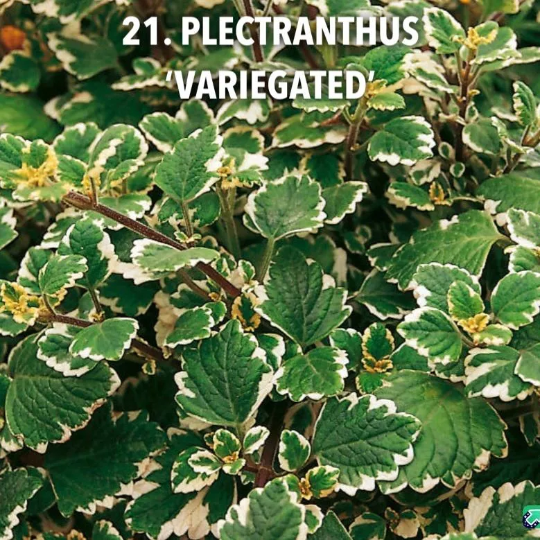 21. Plectranthus 'variegated' -  - Foto's bloemen