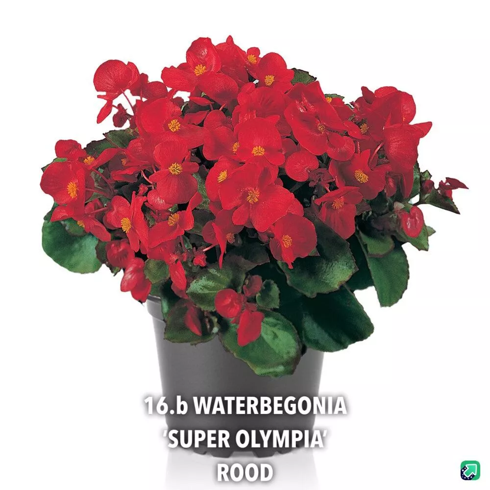 16.b Waterbegonia 'super olympia' rood -  - Foto's bloemen, planten en kruiden