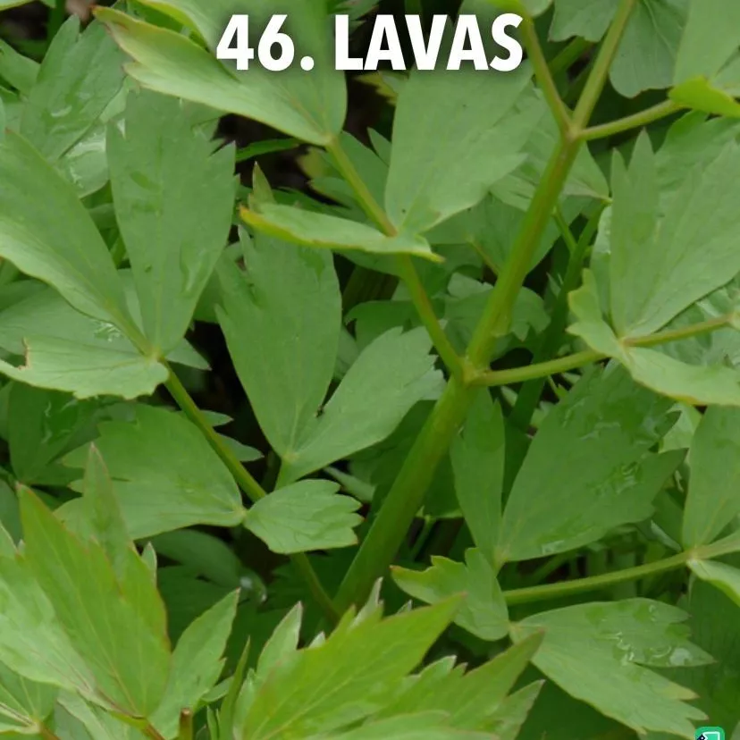 46. Lavas -  - Foto's bloemen