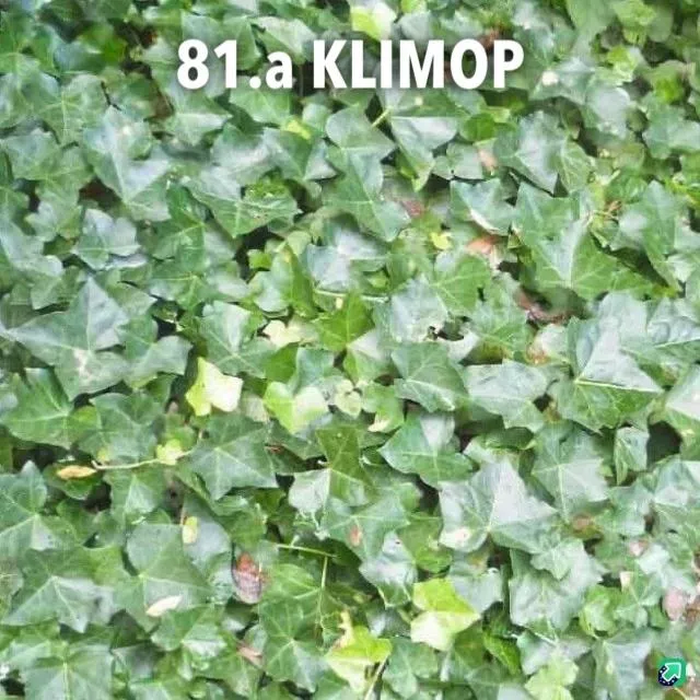 81.a Klimop -  - Foto's bloemen